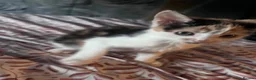 Mixed Breed cats for sale: 6 Adorable Tortie Mixed breed Kittens - Advert 5