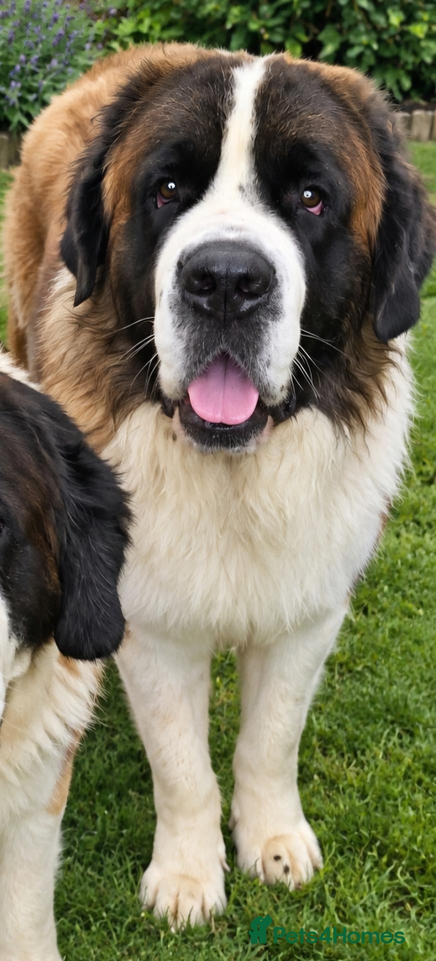 Saint Bernard dogs Kc reg PROVEN Saint bernards for stud  - Advert 3