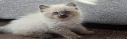 Mixed Breed cats for sale: 🐾  Bengdoll Kittens Bengal mum Ragdoll dad - Advert 5