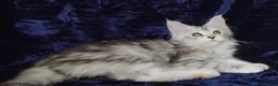 Maine Coon cats for sale: Pure Maine Coons Kittens For Sale - Advert 11