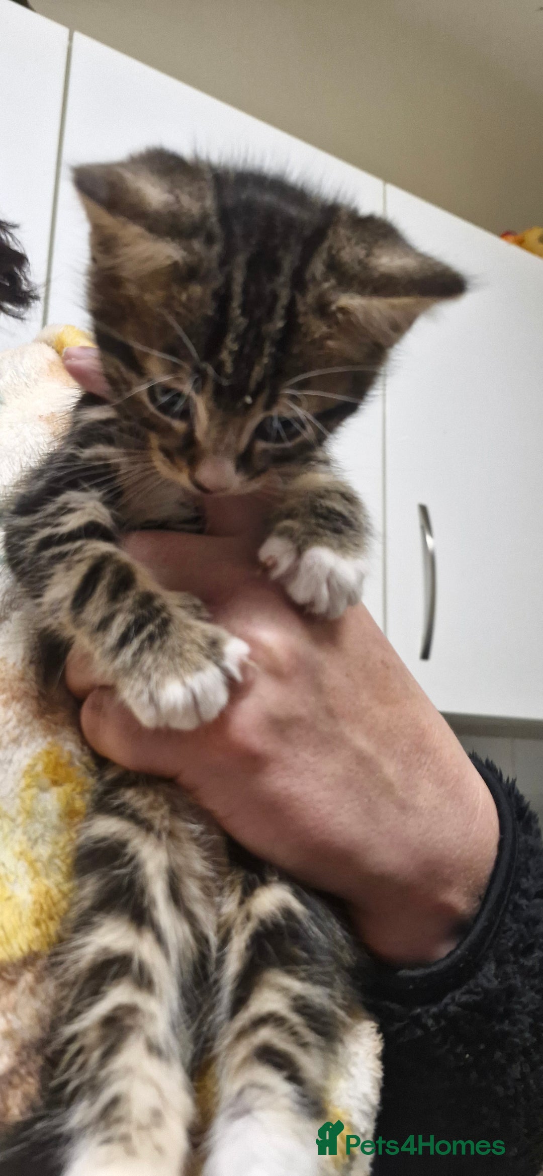 Mixed Breed cats for sale: Kittens ready for new homes - Image 2