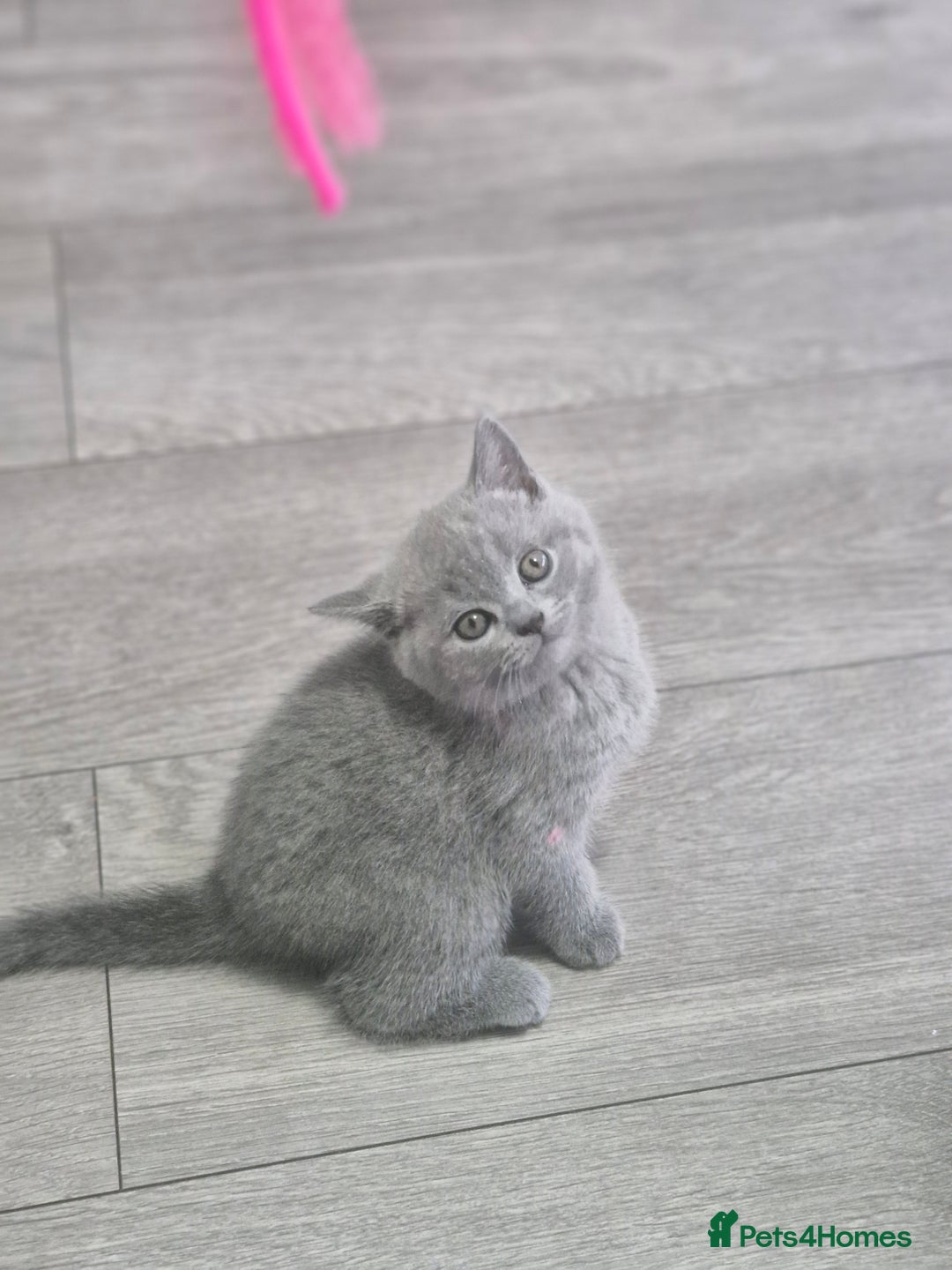 British Shorthair cats for sale: Pure BSH kittens GCCF Last Boy Left £700 - Image 4