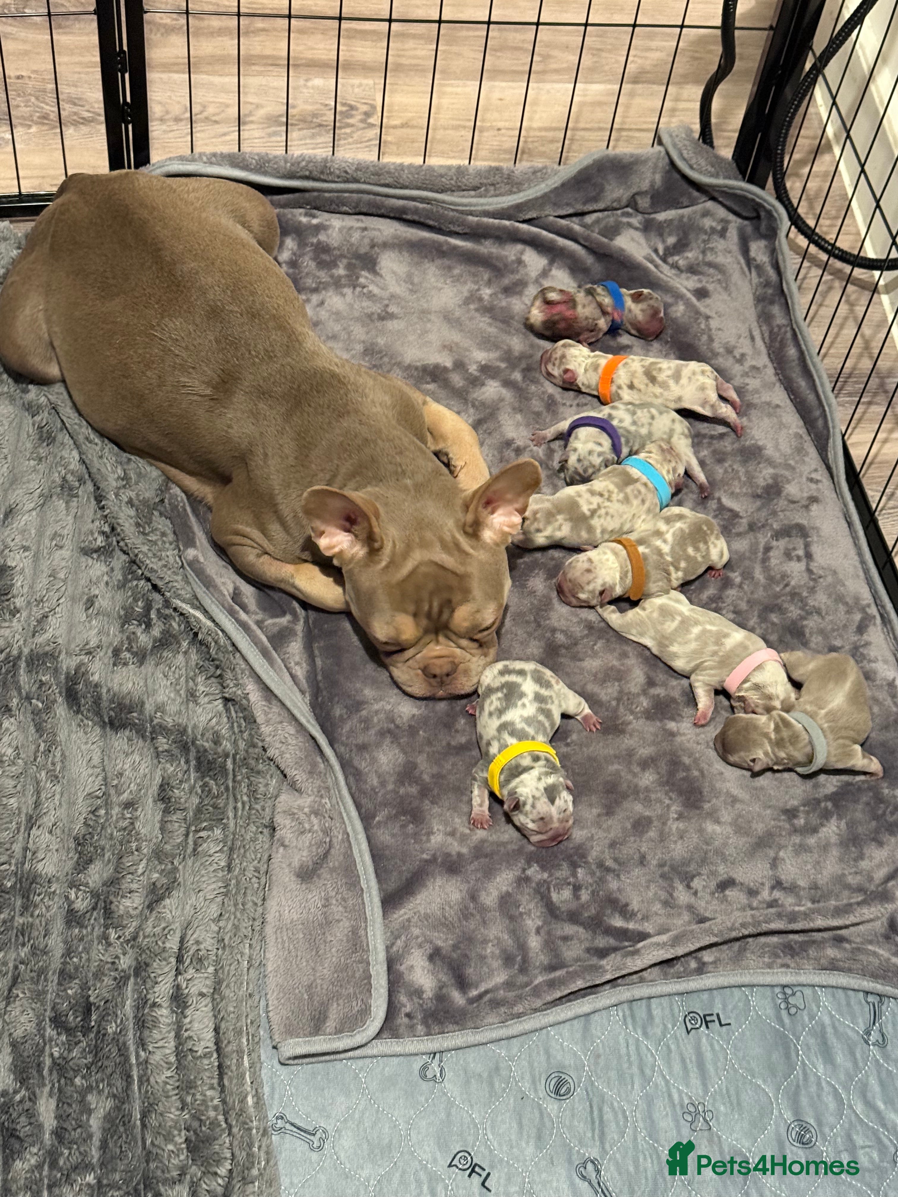 French Bulldog dogs French bulldog puppies for sale in Birmingham - Advert 1