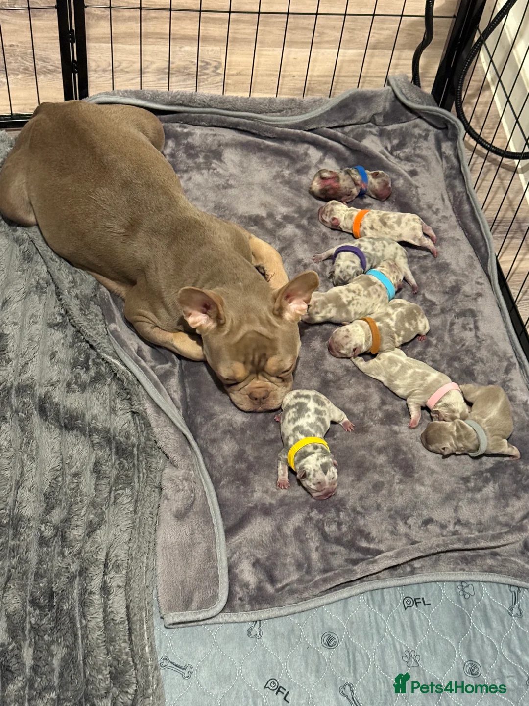 French Bulldog dogs for sale: French bulldog puppies for sale in Birmingham - Advert 1