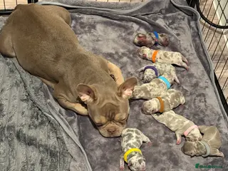 French Bulldog dogs French bulldog puppies for sale in Birmingham - Advert 1