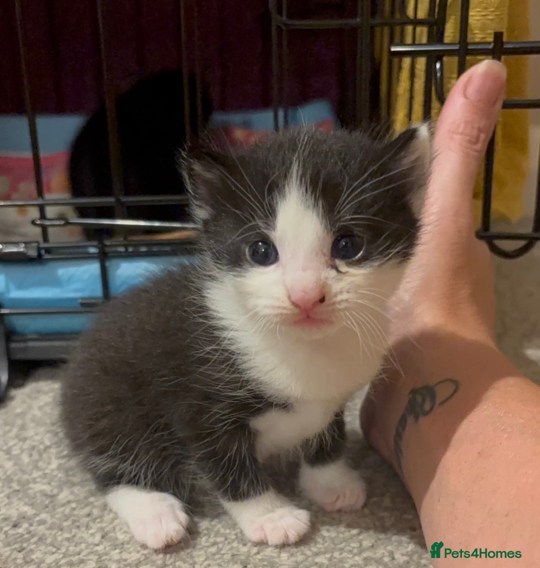 British Shorthair cats for sale: 3 adorable 11 weeks old kittens  - Advert 11