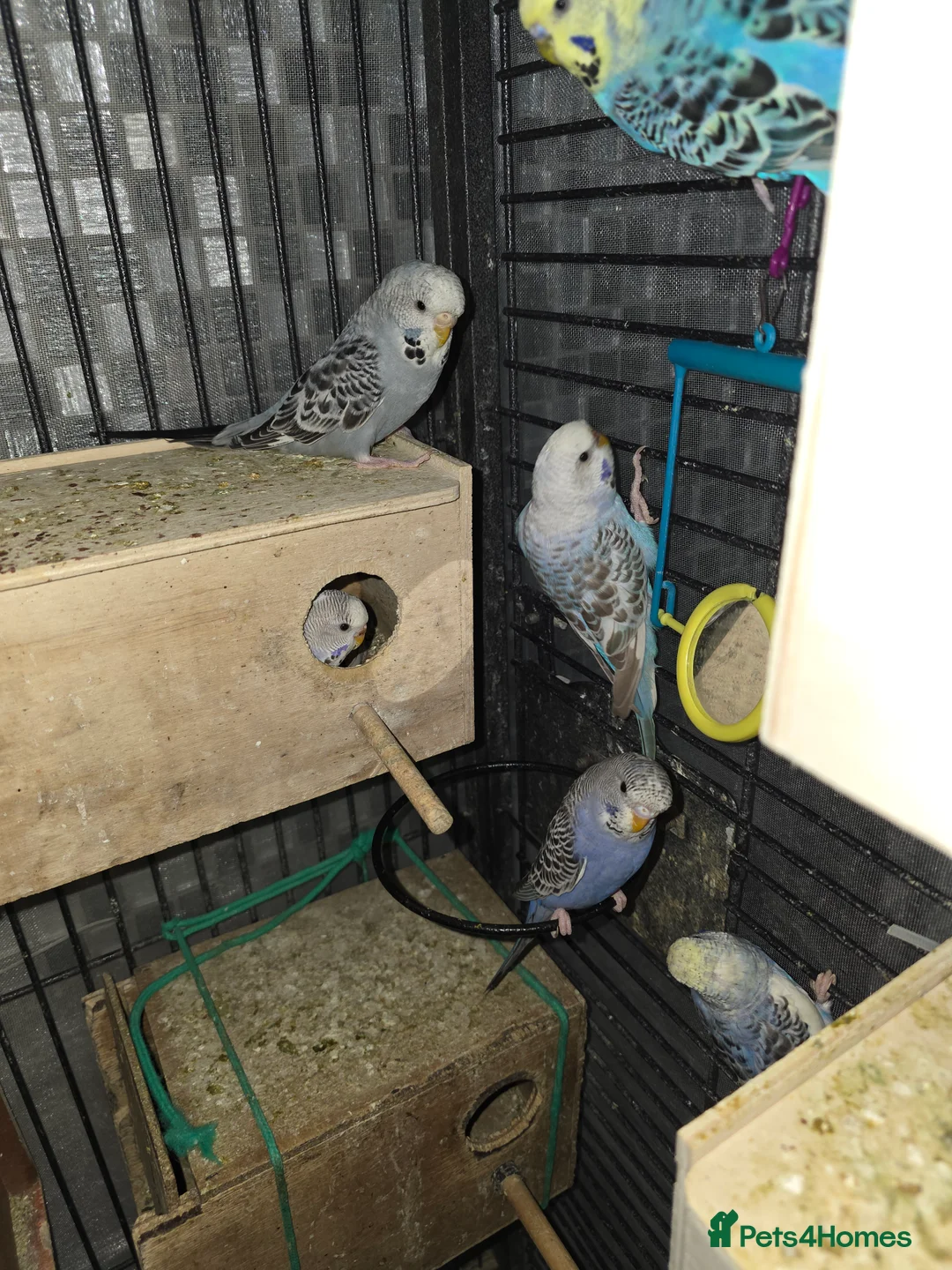 Budgerigars birds for sale: Budgies for sale - Advert 23
