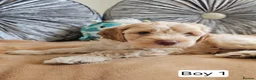 Cavapoo dogs for sale: Outstanding Cavapoo Puppies  - Advert 10