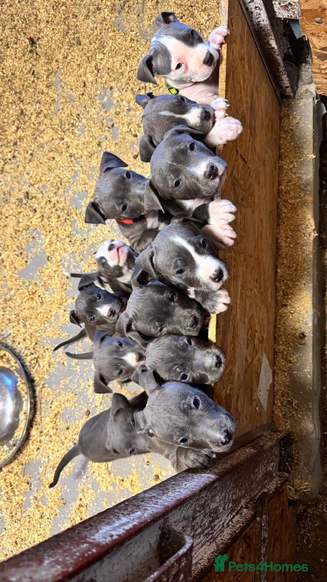 Staffordshire Bull Terrier dogs for sale: 🐶🐾Staffordshire puppies ❤️🐶 - Image 20