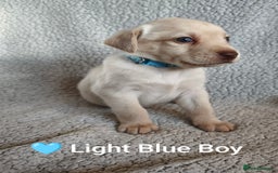 Labrador Retriever dogs for sale: Adorable Labrador Retriever Puppies  - Image 13