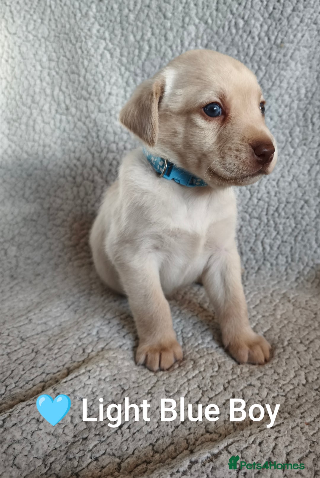 Labrador Retriever dogs for sale: Adorable Labrador Retriever Puppies  - Image 13