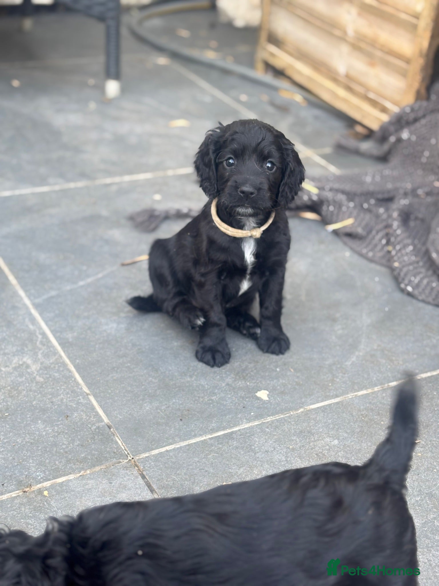 Cocker Spaniel dogs Kc health tested working cocker pups - Advert 2