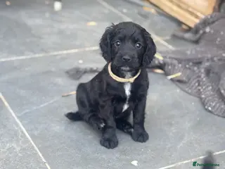 Cocker Spaniel dogs Kc health tested working cocker pups - Advert 5