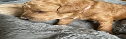 Australian Labradoodle dogs for sale: Australian Labradoodle Puppies for sale - Advert 34