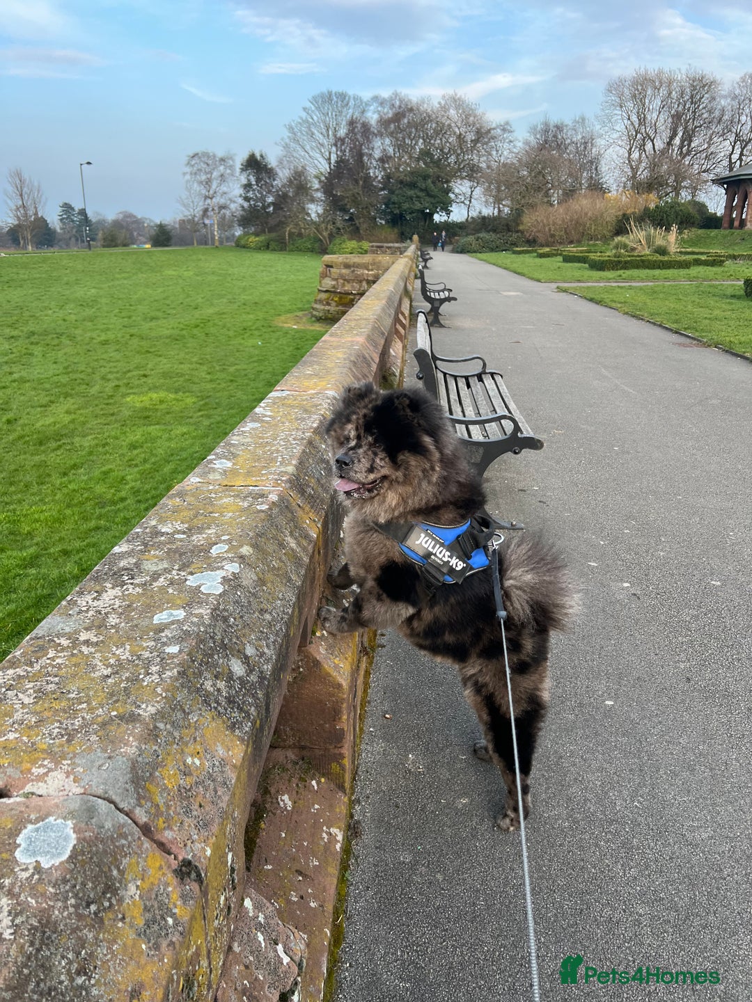 Chow Chow dogs for stud: STUD - Merl Chow Chow stud  - Advert 6