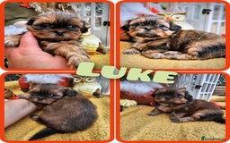 Shih Tzu dogs for sale: Shih tzu puppies - purebreed - licenced breeder  - Image 3