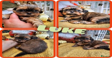 Shih Tzu dogs - Advert 1