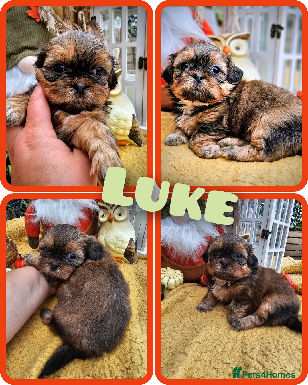 Shih Tzu dogs for sale: Shih tzu puppies - purebreed - licenced breeder  - Image 3