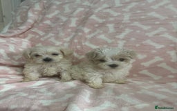 Maltipoo dogs for sale: Multipoo  - Image 1