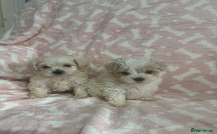 Maltipoo dogs - Advert 1