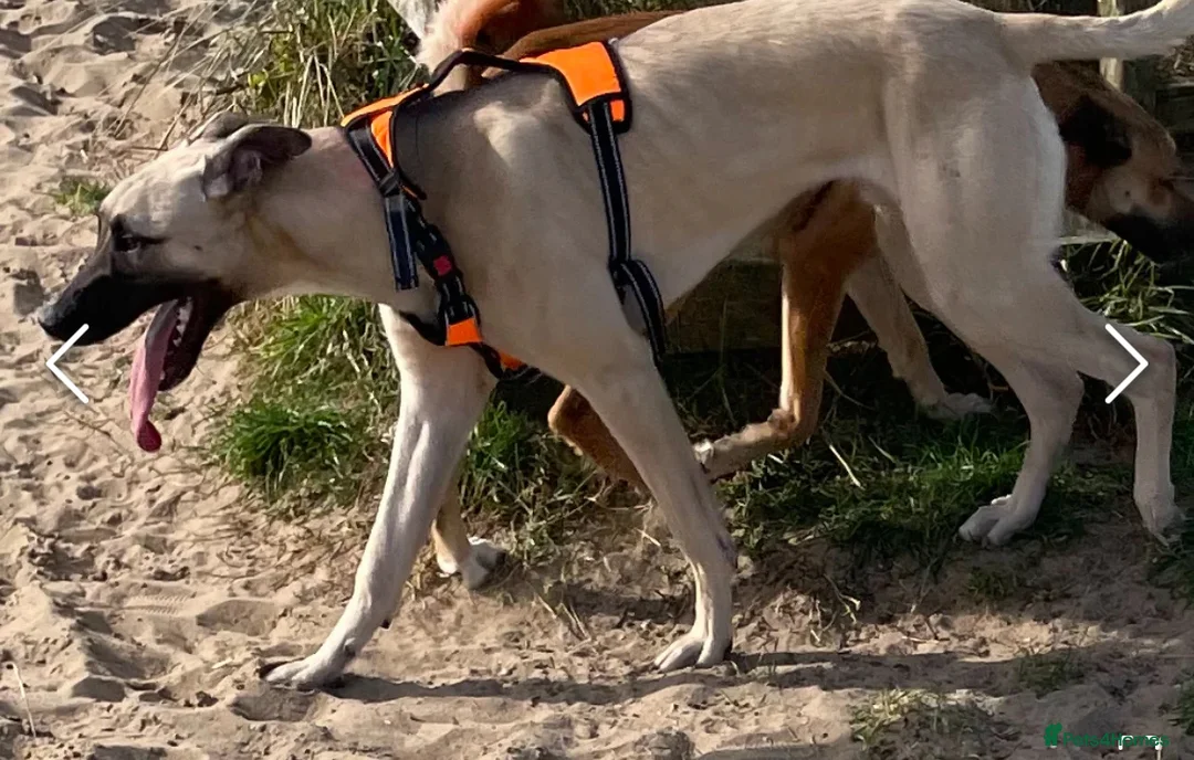 Mixed Breed dogs for sale: Beautiful 1 year old lurcher for sale  - Advert 2