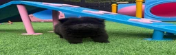 Chow Chow dogs for sale: Exotic colour male chow chow puppies for sale  - Advert 12