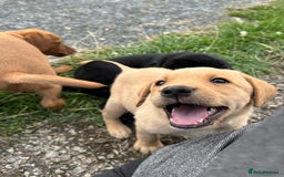 Labrador Retriever dogs for sale: Labrador pups, 1 boy available.  in Launceston - Image 9