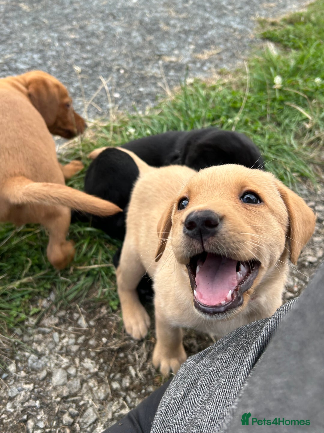 Labrador Retriever dogs for sale: Labrador pups, 1 boy available.  in Launceston - Image 9