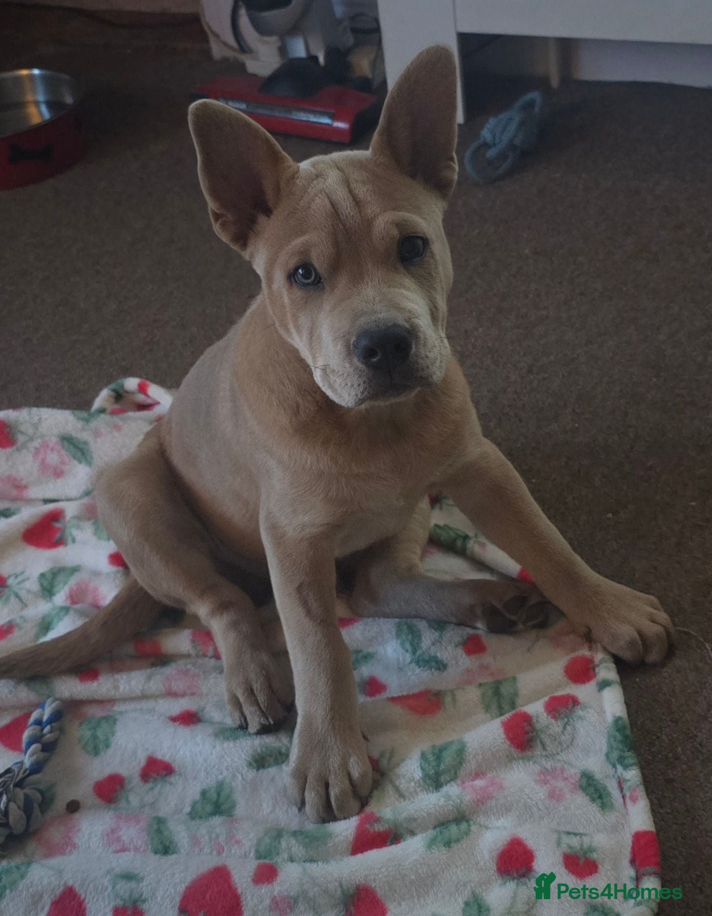 Mixed Breed dogs Charlie the Chaffy **A special boy**  - Advert 2