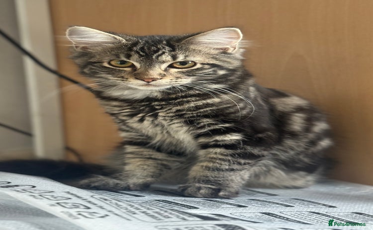 Mixed Breed cats - Advert 5