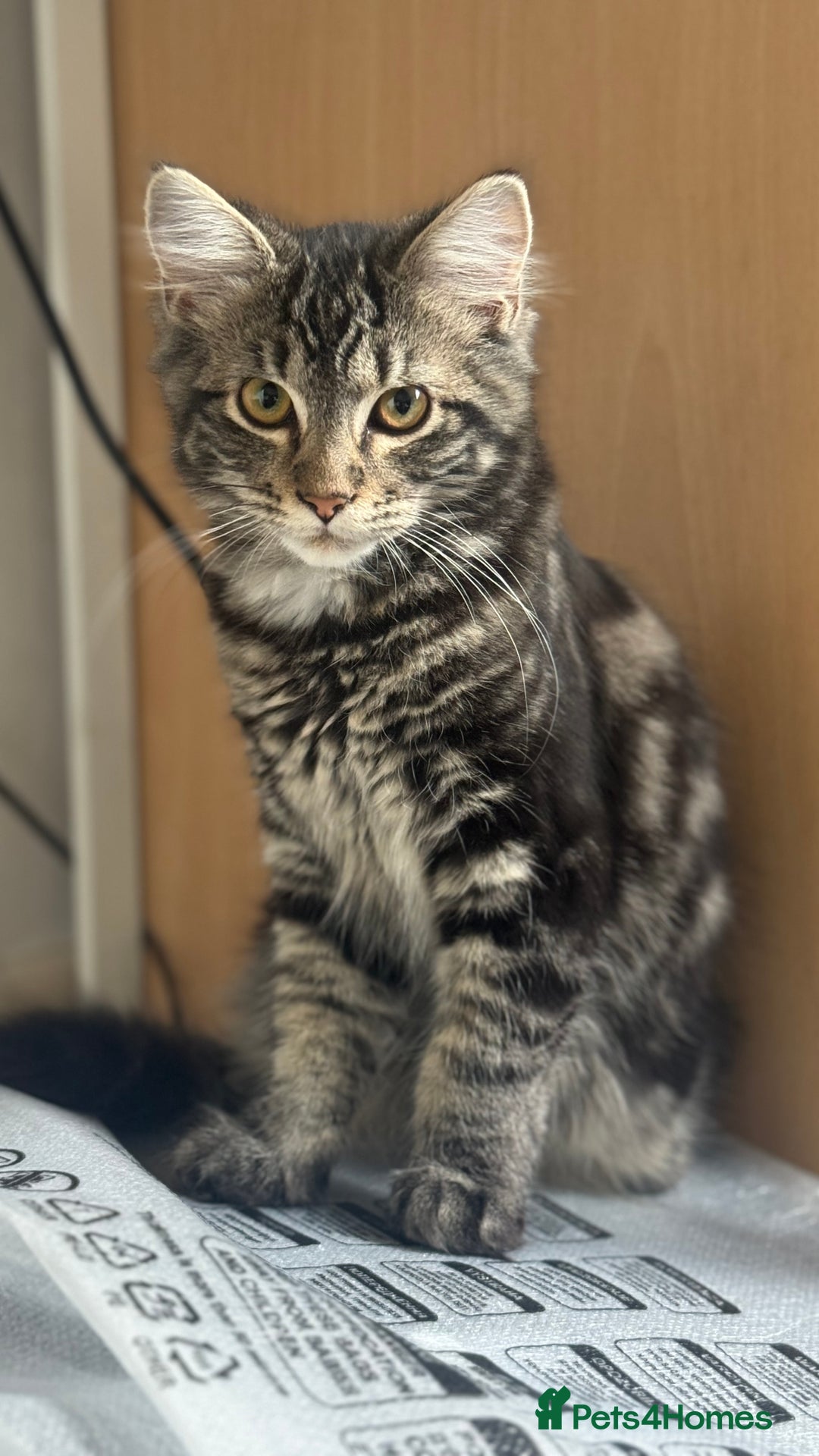 Mixed Breed cats for sale: Kittens for sale - Image 1