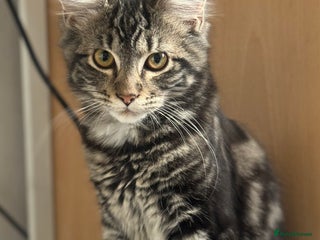 Mixed Breed cats - Advert 13