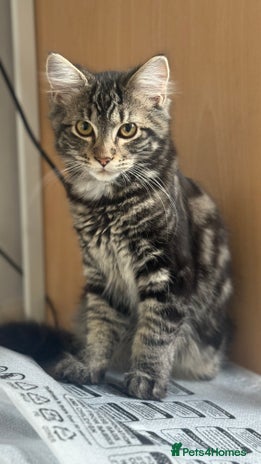 Mixed Breed cats - Advert 12