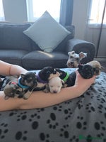 Miniature Schnauzer dogs Beautiful Miniature Schnauzers - Advert 8