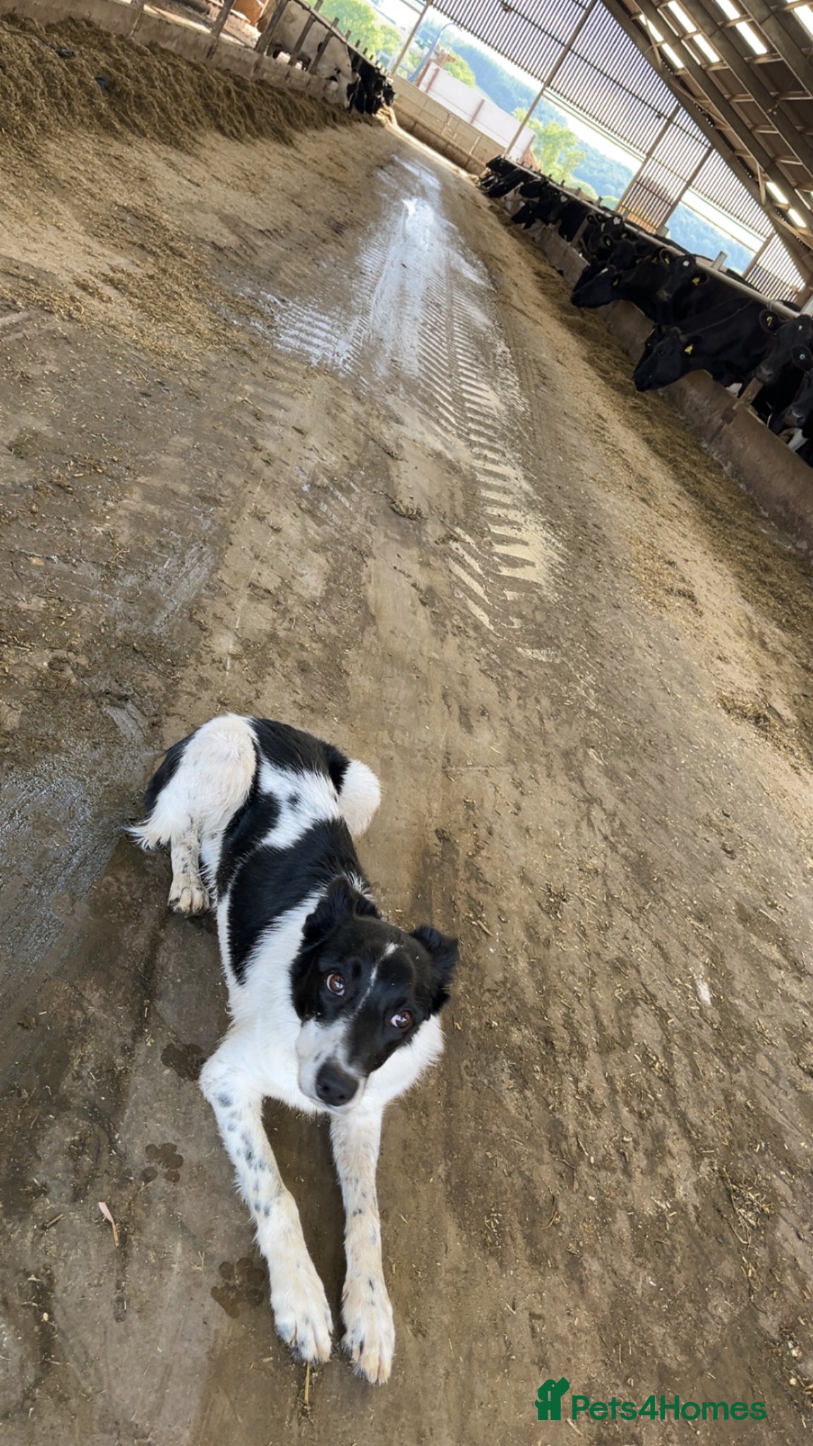 Border Collie dogs for sale: 1yo border collie bitch in Market Harborough - Advert 3