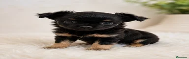 Chihuahua 3