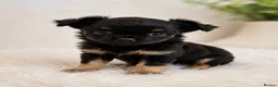 Chihuahua dogs for sale:  Beautiful Chihuahua Puppies – 3 Available - Advert 2