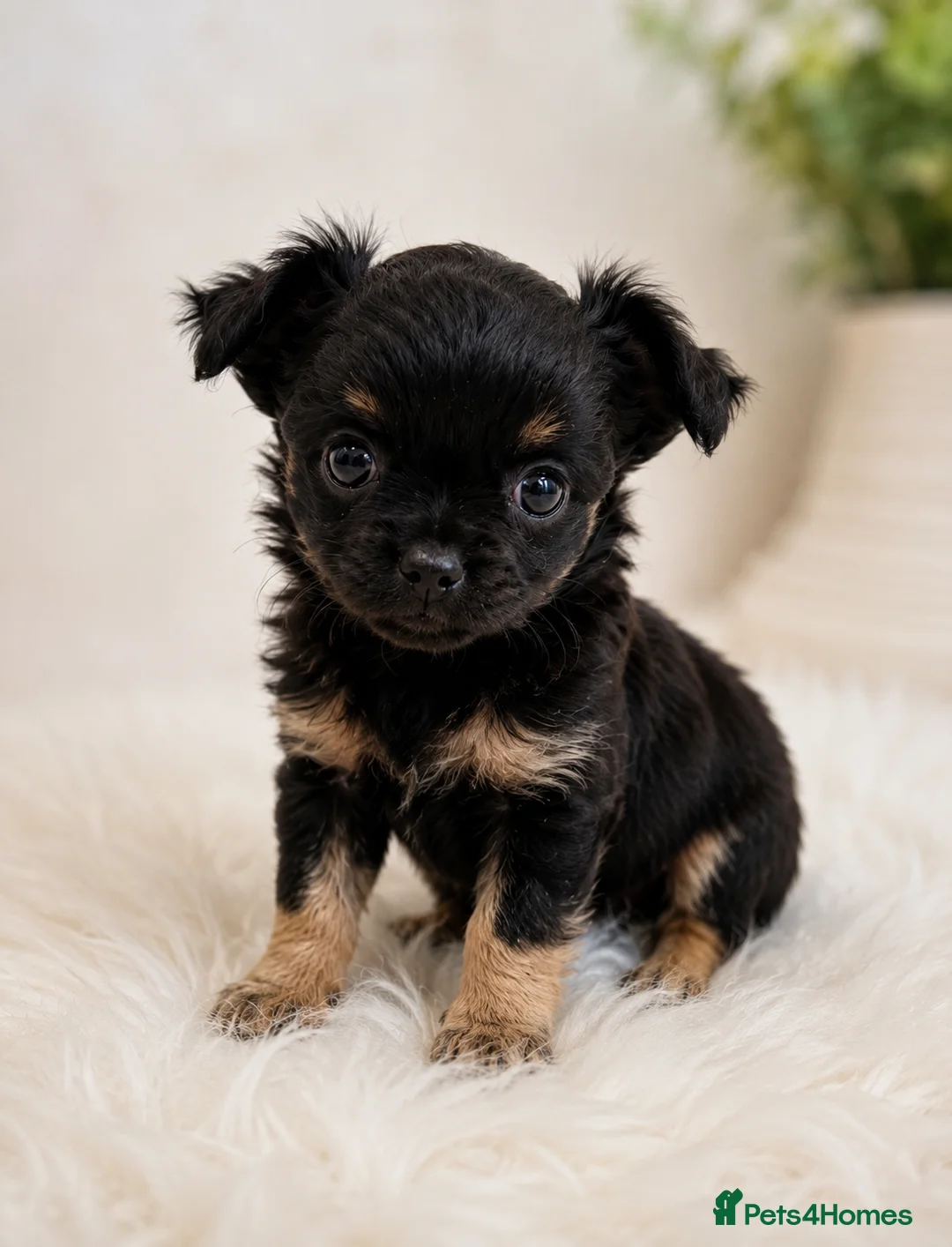 Chihuahua dogs for sale:  Beautiful Chihuahua Puppies – 3 Available - Advert 2