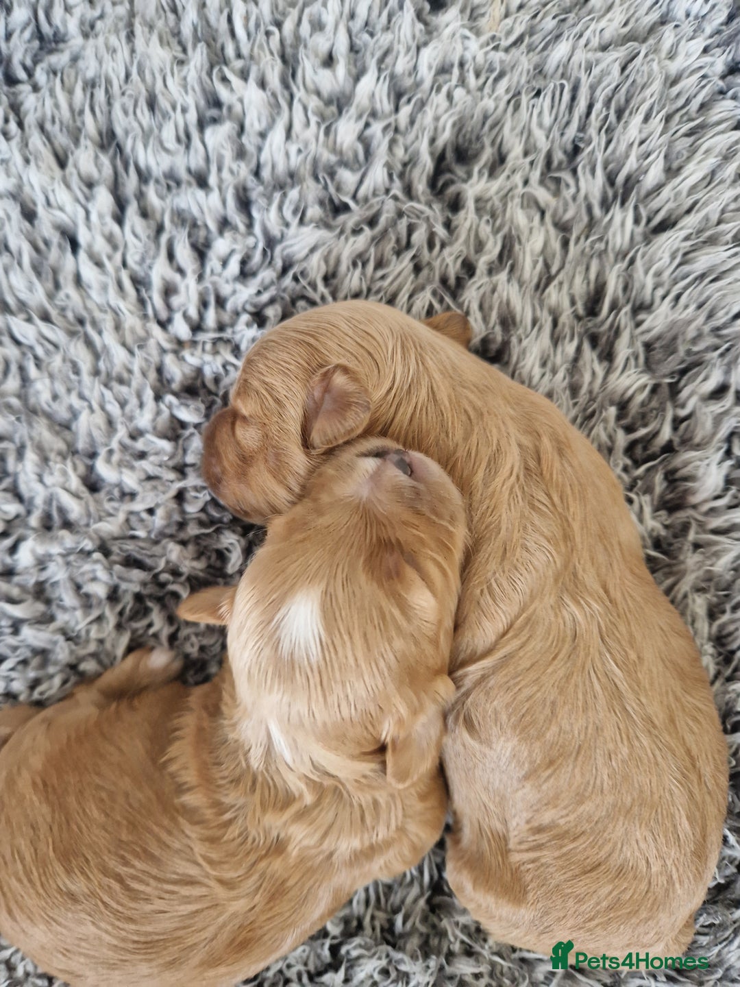 Maltipoo dogs for sale: Beautiful F1B Toy Maltipoos  - Advert 11