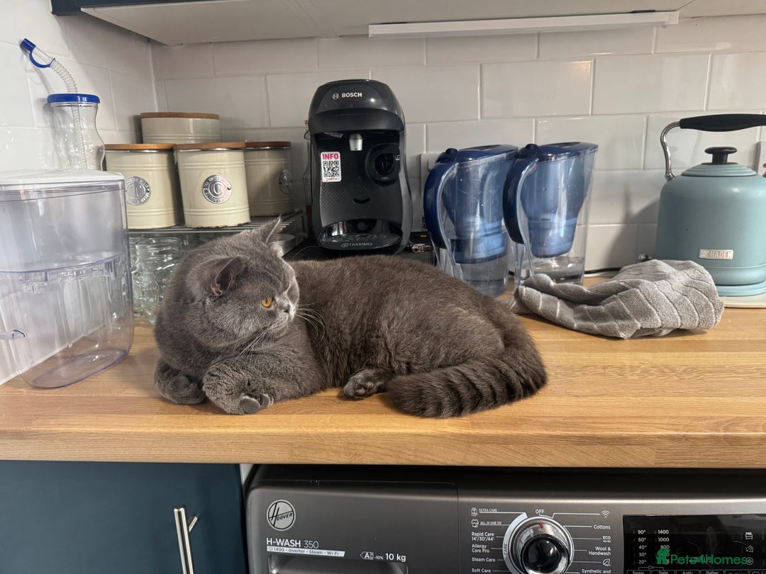 British Shorthair cats for sale: British Shorthair babies  - Image 6
