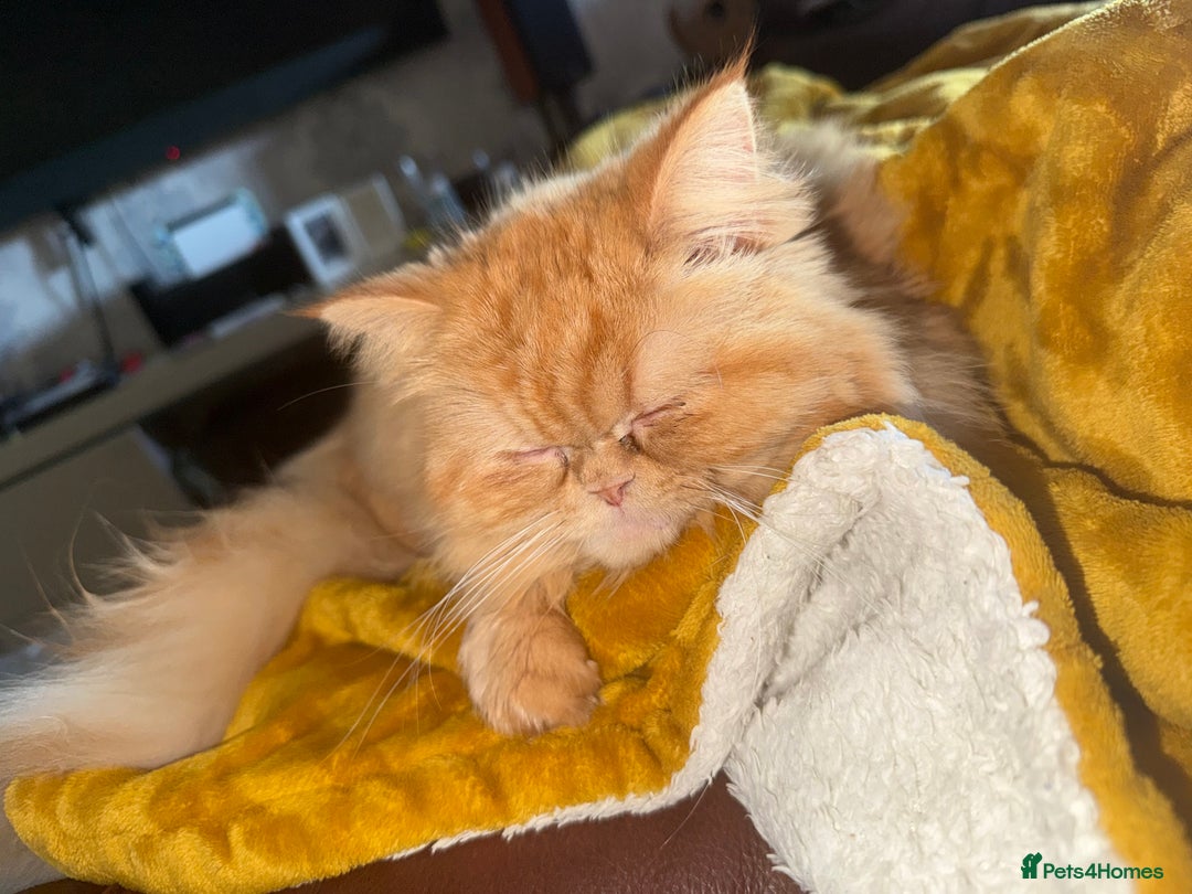 Persian cats for sale: 1 year old Persian (Daisy)  - Advert 5