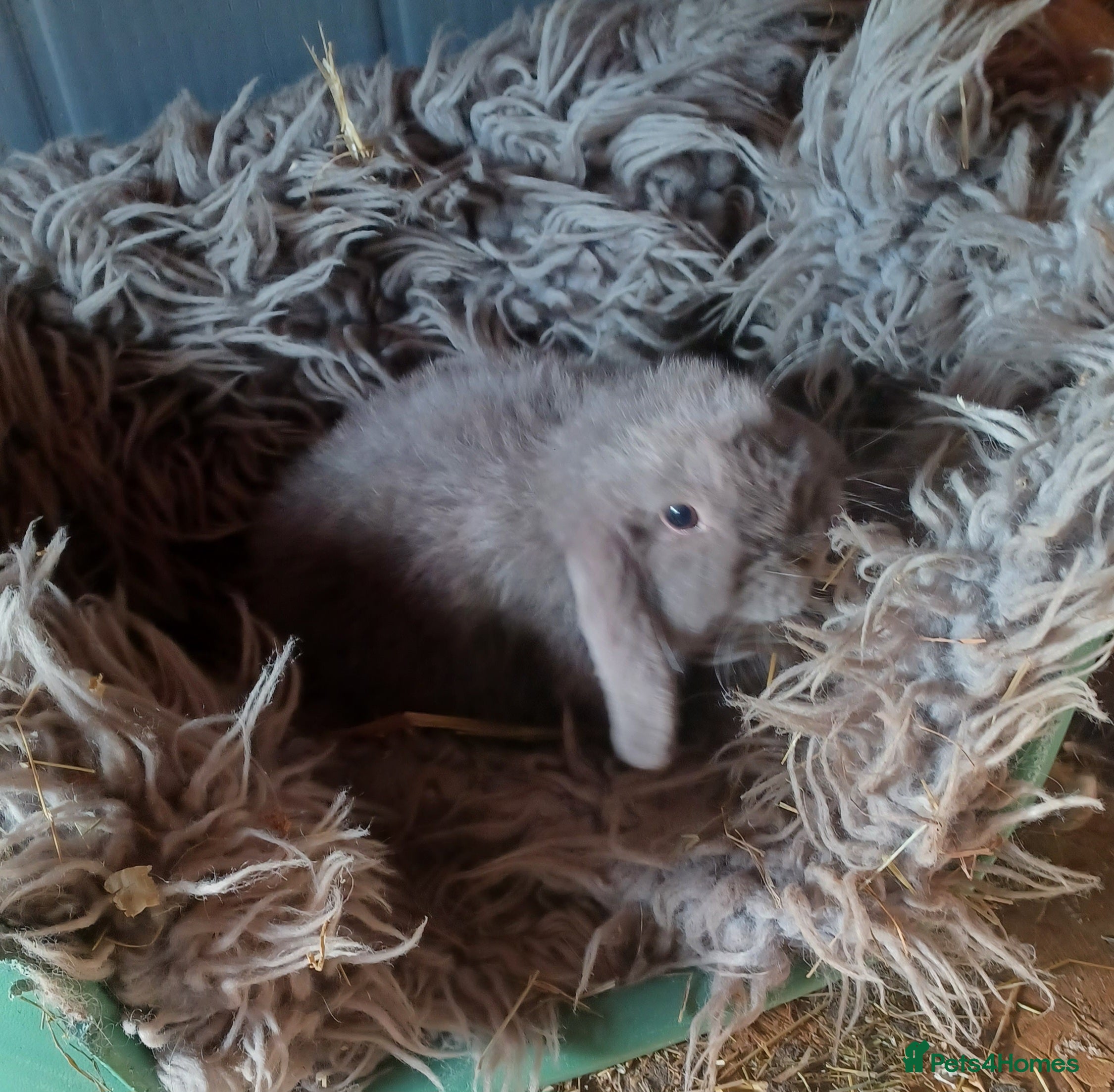 Mini Lop rabbits Super tiny mini lop buck availble  - Advert 15