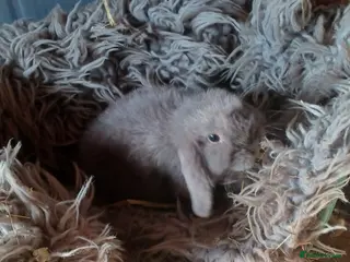 Mini Lop rabbits Super tiny mini lop buck availble - Advert 15