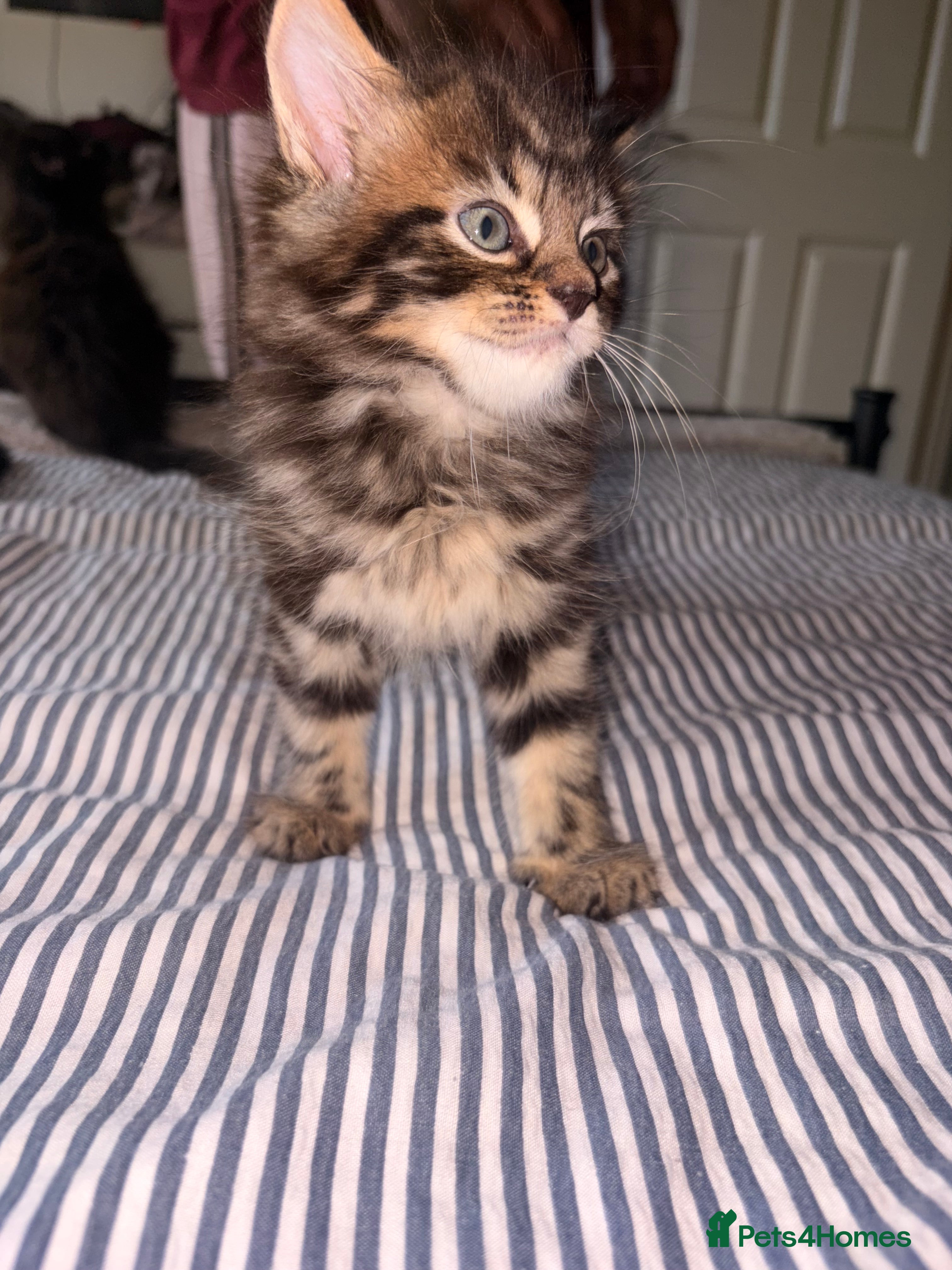 Mixed Breed cats for sale: Kittens for sale. - Advert 18