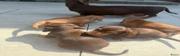 Miniature Dachshund dogs for sale: Last in little beautiful cream female  - Advert 4