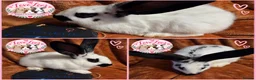 Giant Papillon rabbits for sale: Adorable checkered giant cross kits  in Downham Market - Advert 4