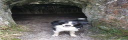 Border Collie dogs for stud: STUD Black and White Border Collie Boy  in Bingley - Advert 10