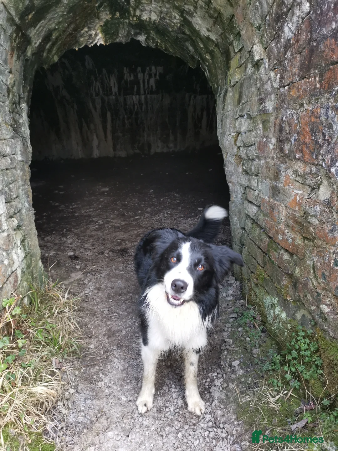 Border Collie dogs for stud: STUD Black and White Border Collie Boy  in Bingley - Advert 10