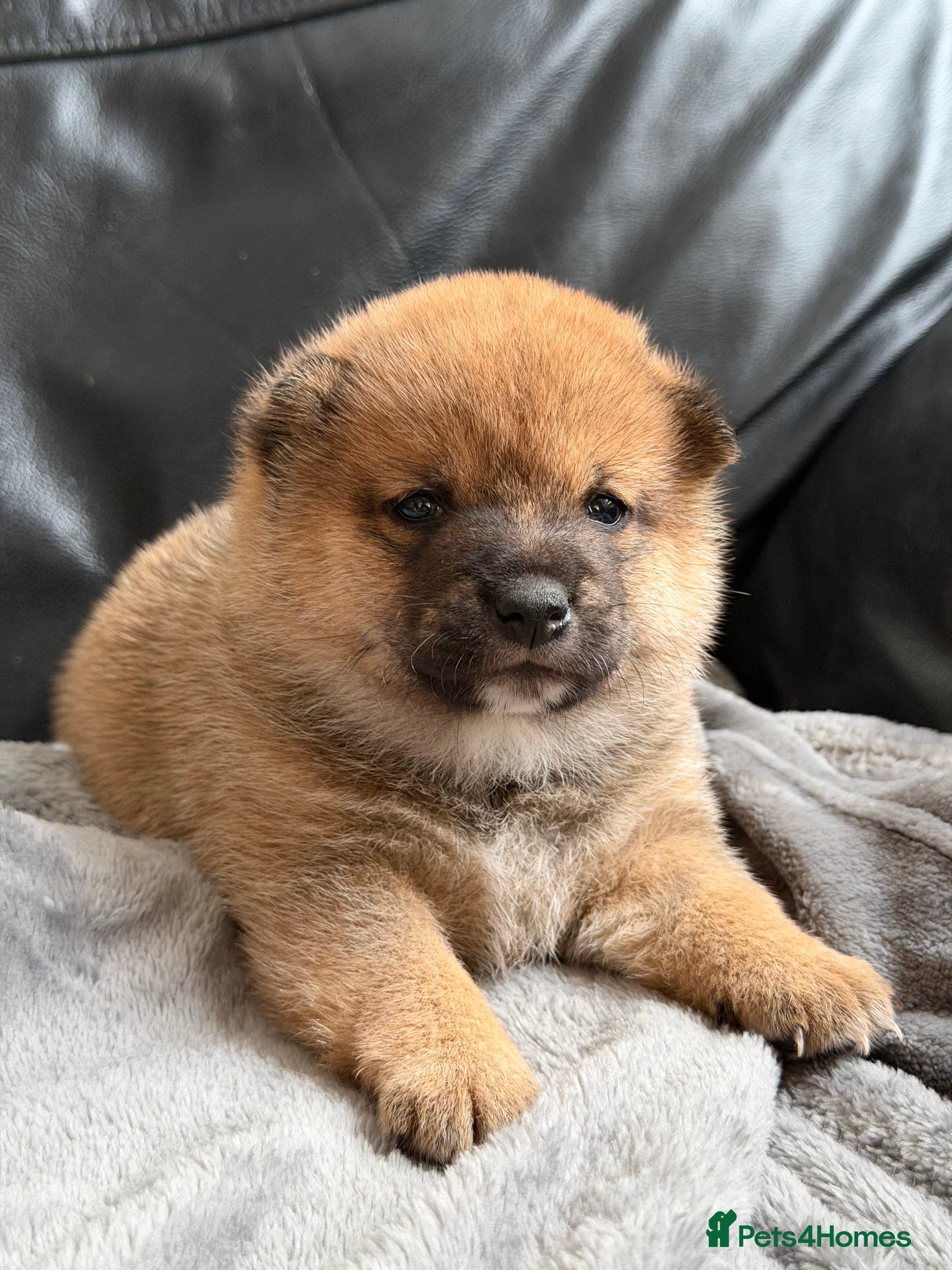 Japanese Shiba Inu Puppy 1