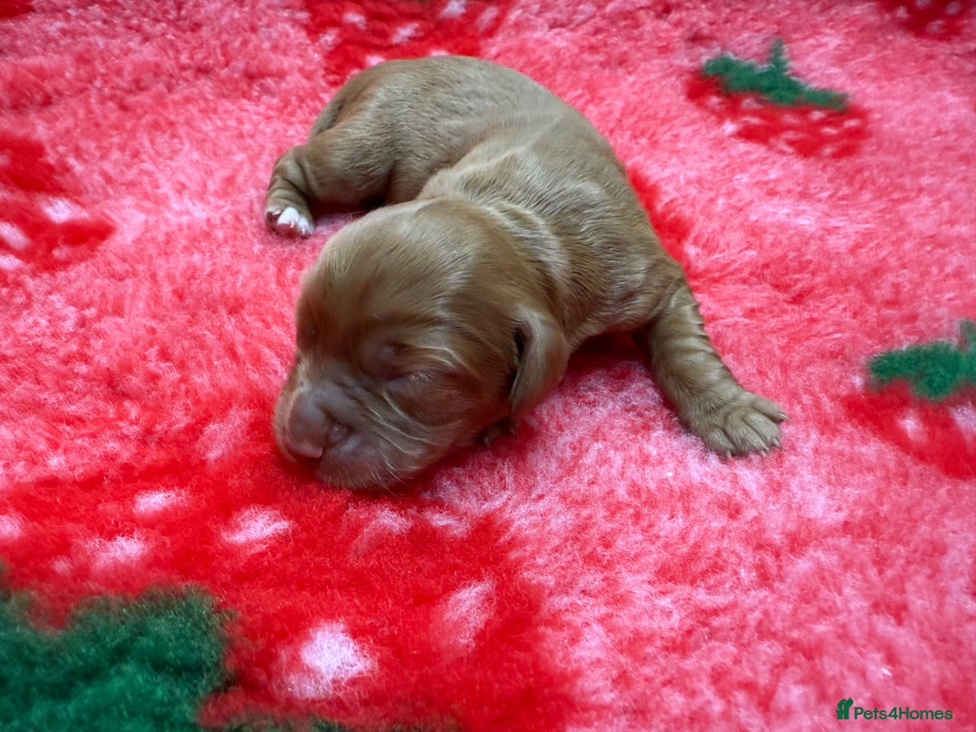 Cocker Spaniel dogs for sale: Stunning KC Working Cocker Spaniel Pups - Image 10